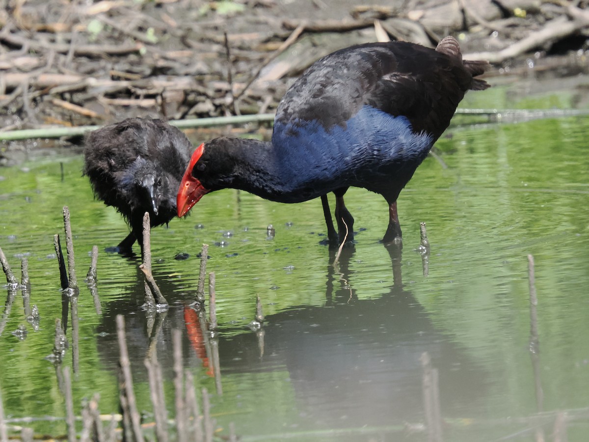 オーストラリアセイケイ - ML645887238