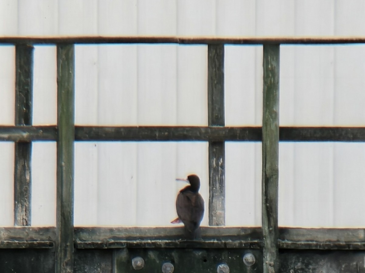 Cocos Booby - ML645887248