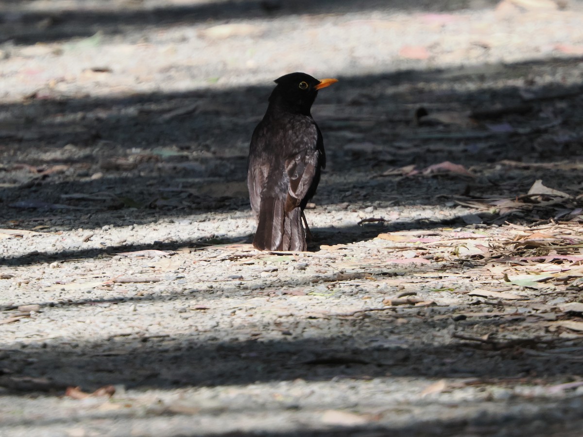 ニシクロウタドリ - ML645887259