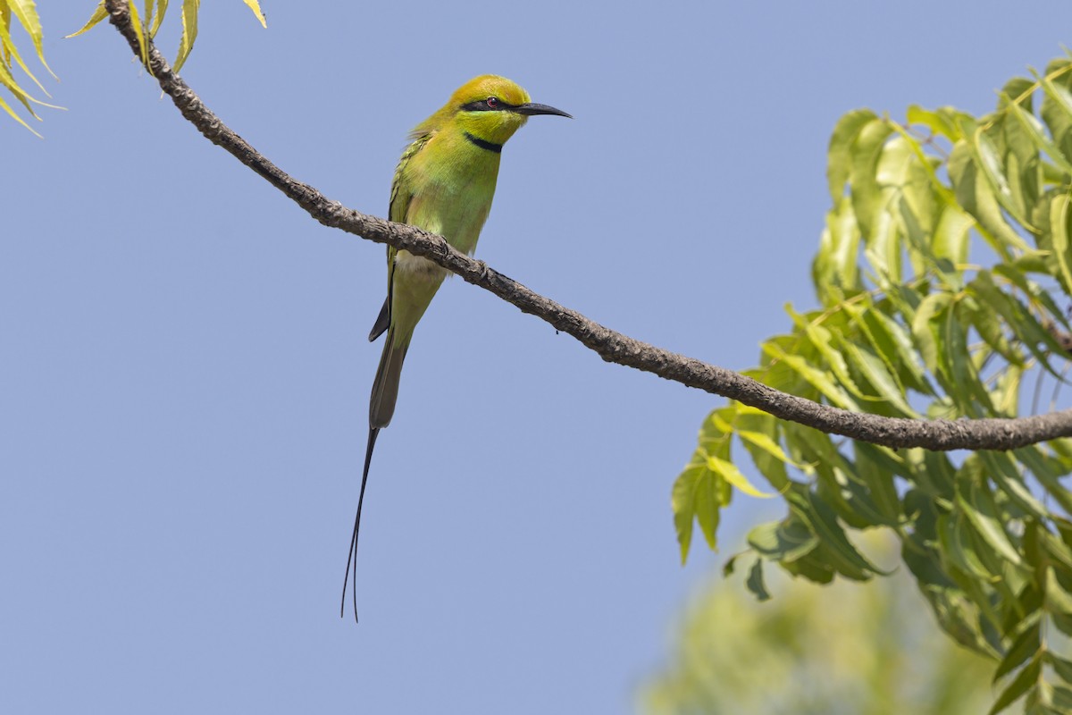 African Green Bee-eater - ML645887287
