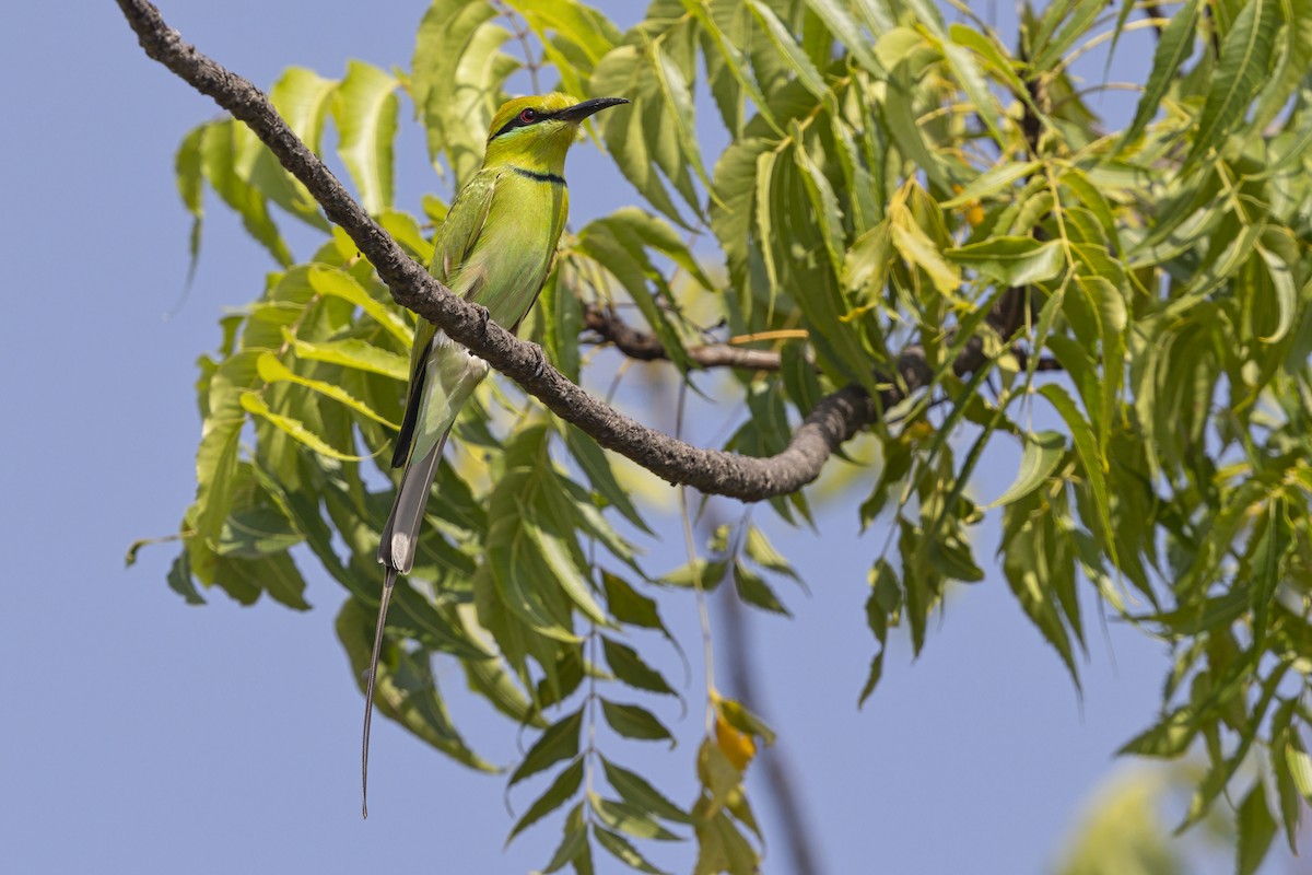 African Green Bee-eater - ML645887288
