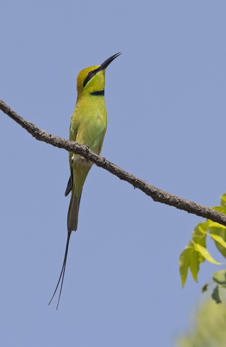 African Green Bee-eater - ML645887289