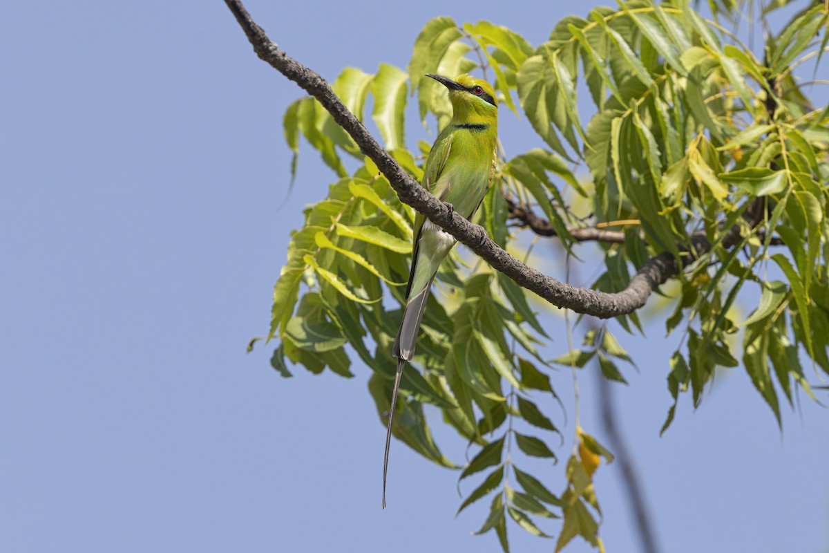 African Green Bee-eater - ML645887291