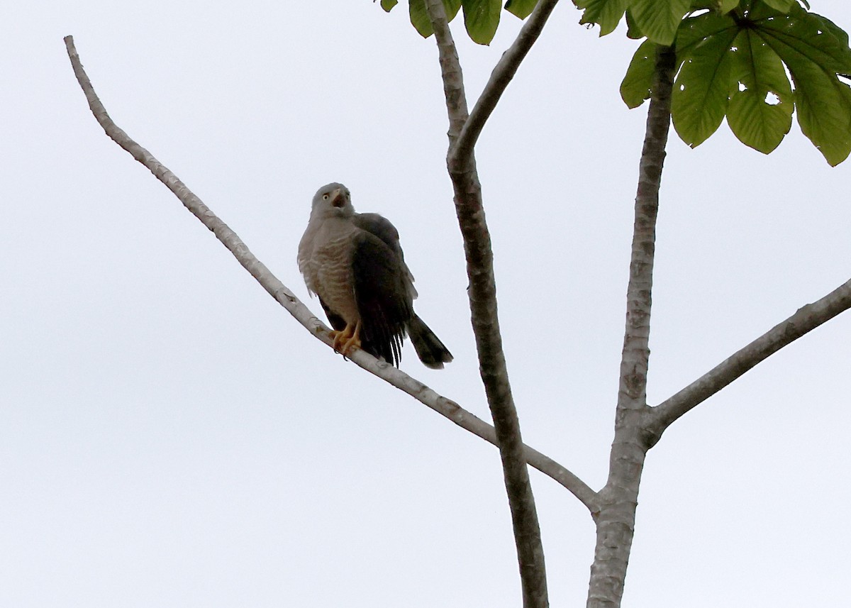 Roadside Hawk - ML645887292