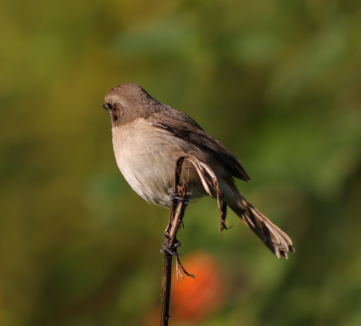 Gray Bushchat - ML645887293