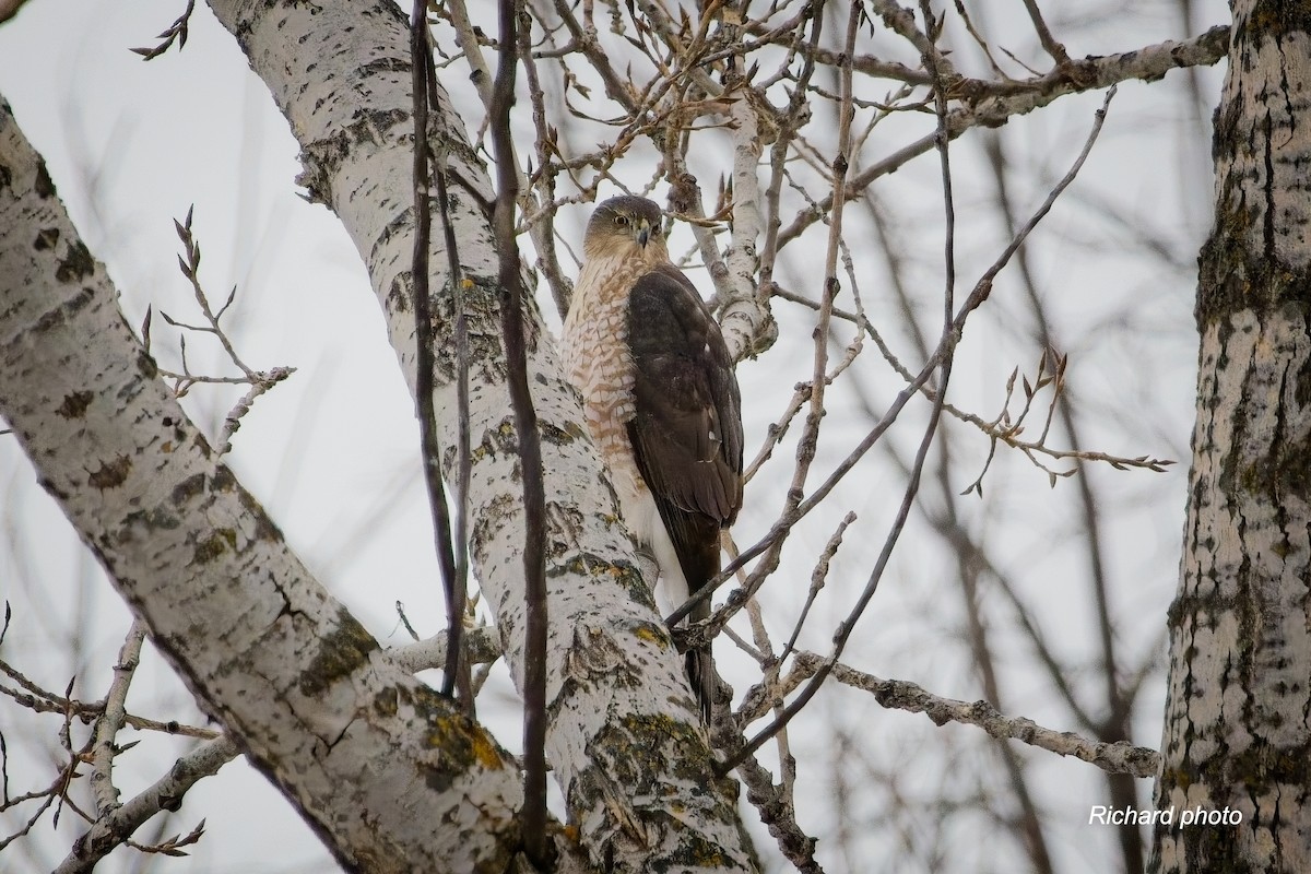 クーパーハイタカ - ML645887304