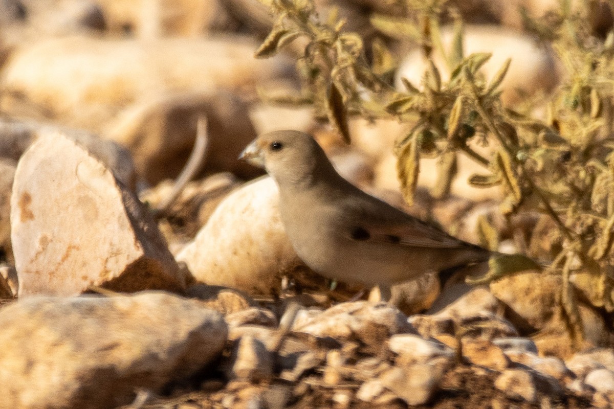 Basamortuko txonta - ML645887312