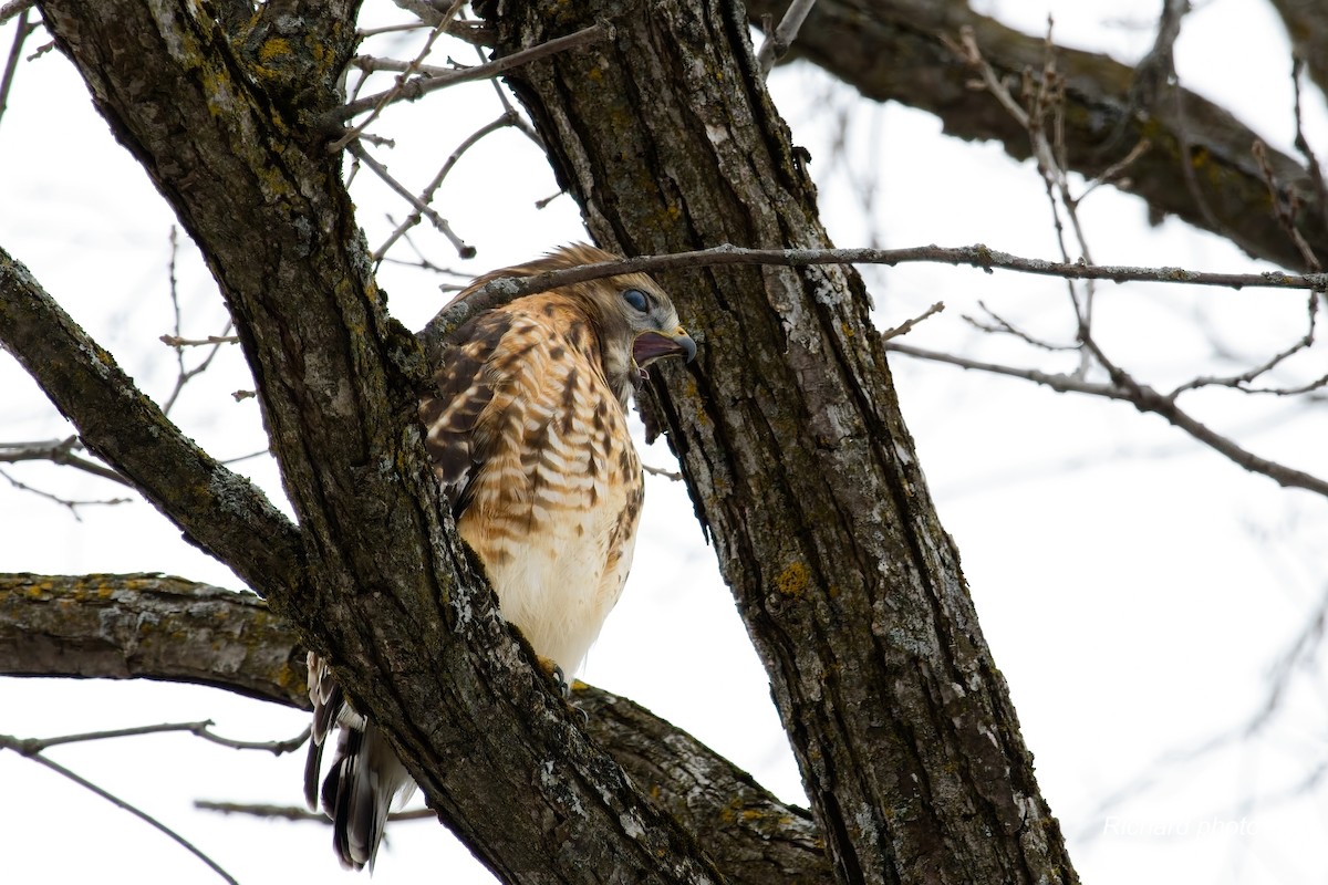 カタアカノスリ - ML645887313