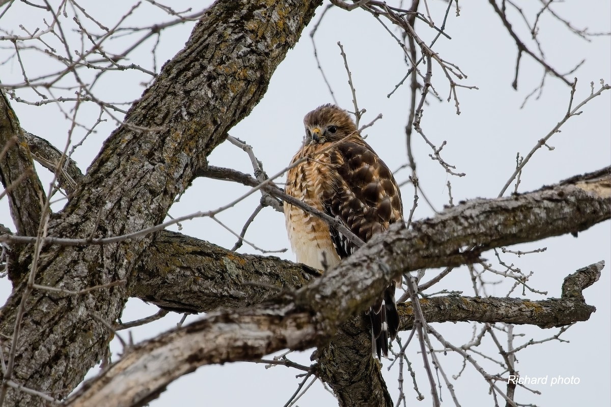 カタアカノスリ - ML645887315