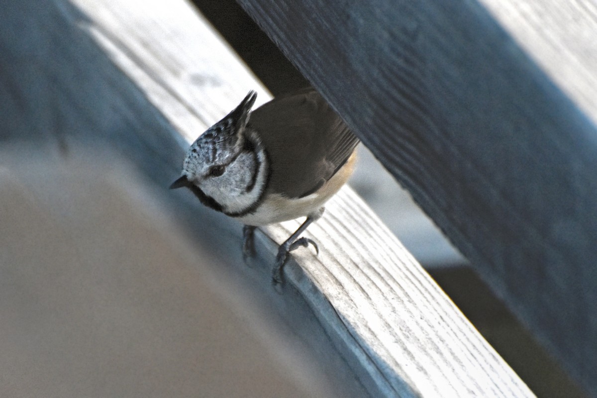 Crested Tit - ML645887319