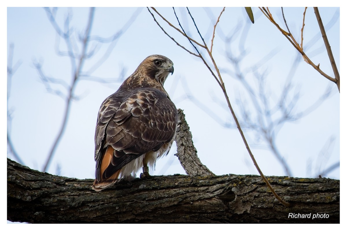 アカオノスリ - ML645887322