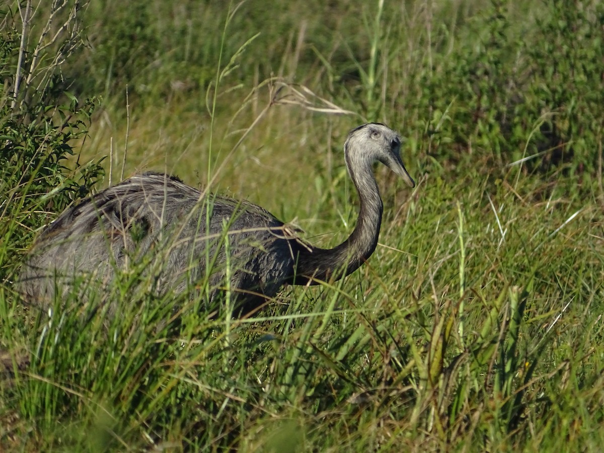 nandu pampový - ML645887325