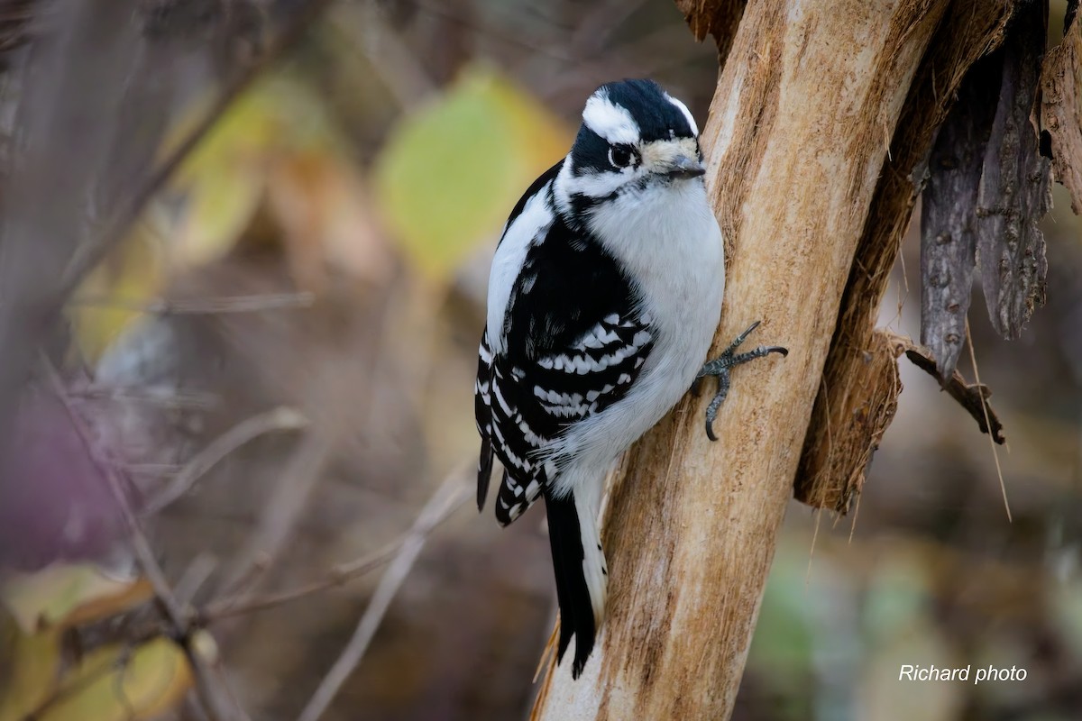 セジロコゲラ - ML645887326