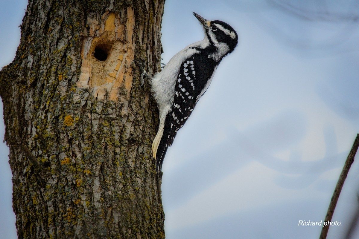 セジロアカゲラ - ML645887330