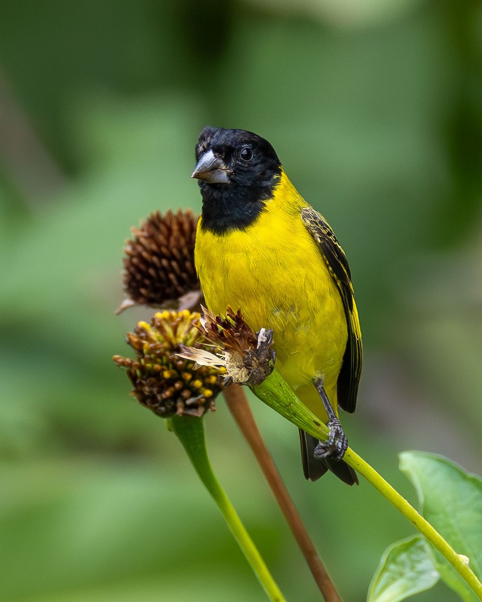 Hooded Siskin - ML645887332