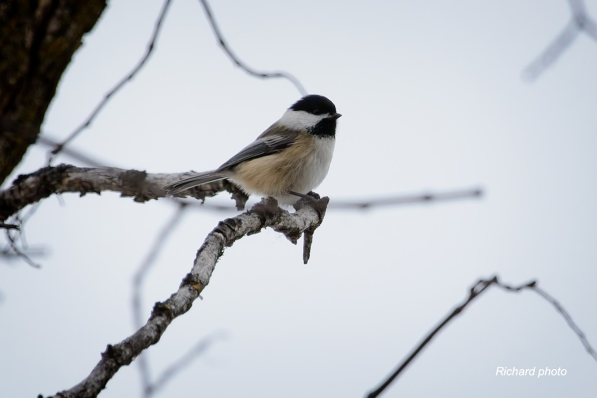 アメリカコガラ - ML645887333