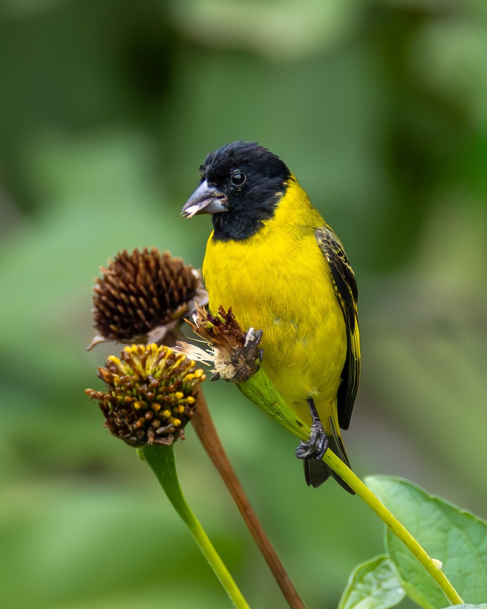 Hooded Siskin - ML645887338