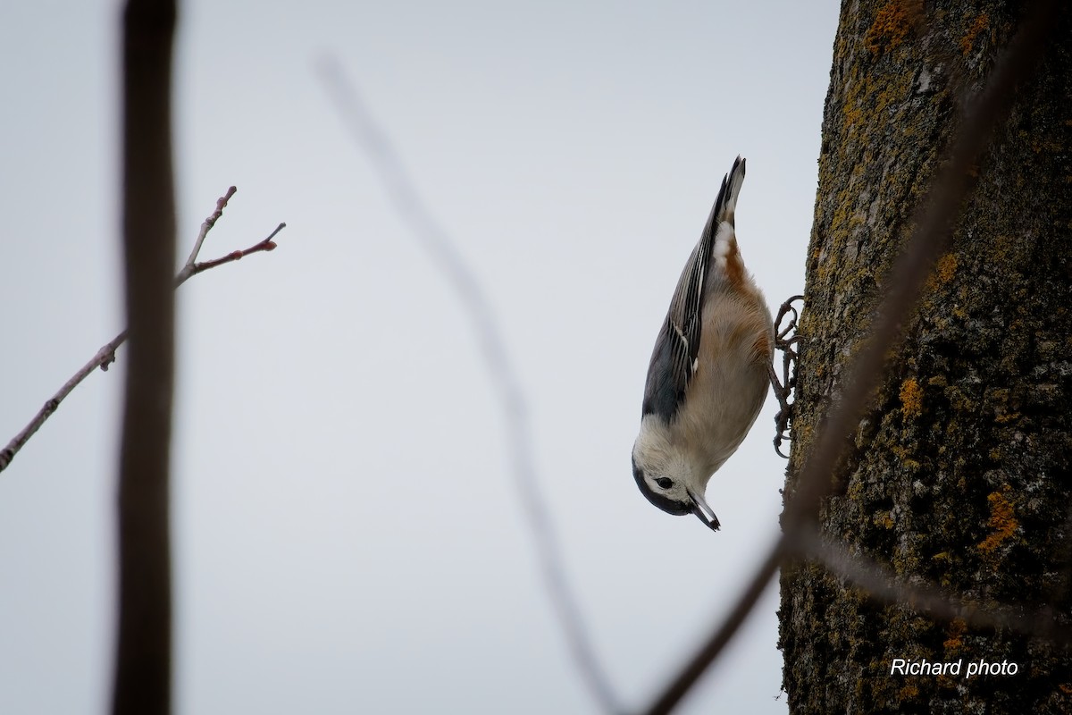 ムナジロゴジュウカラ - ML645887347