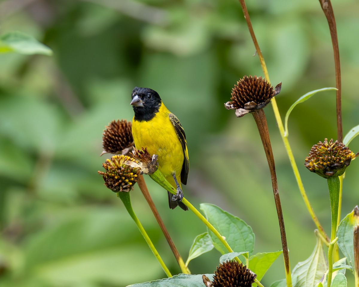 Hooded Siskin - ML645887349