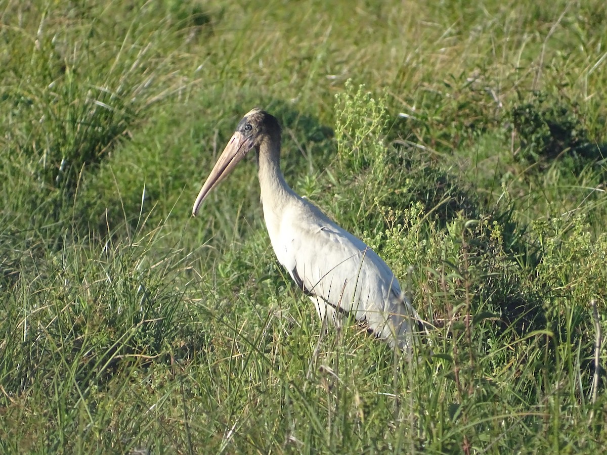 Wood Stork - ML645887350