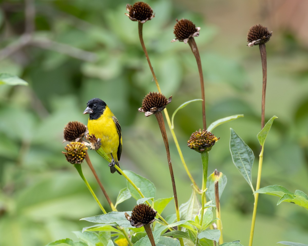 Hooded Siskin - ML645887353