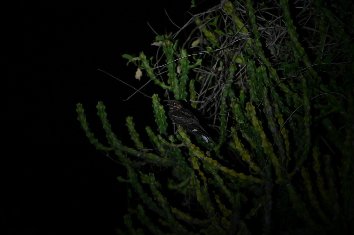 Jerdon's Nightjar - ML645887354