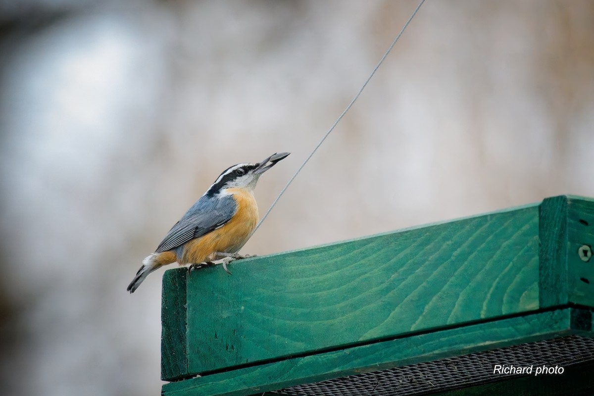 ムネアカゴジュウカラ - ML645887355