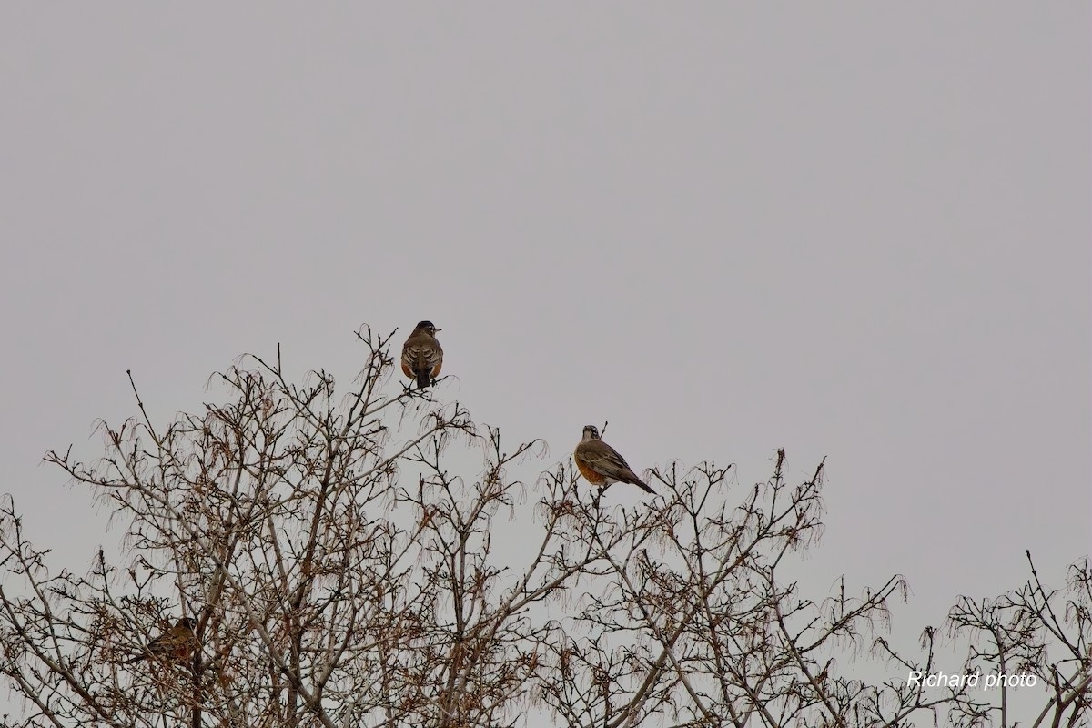 コマツグミ - ML645887357