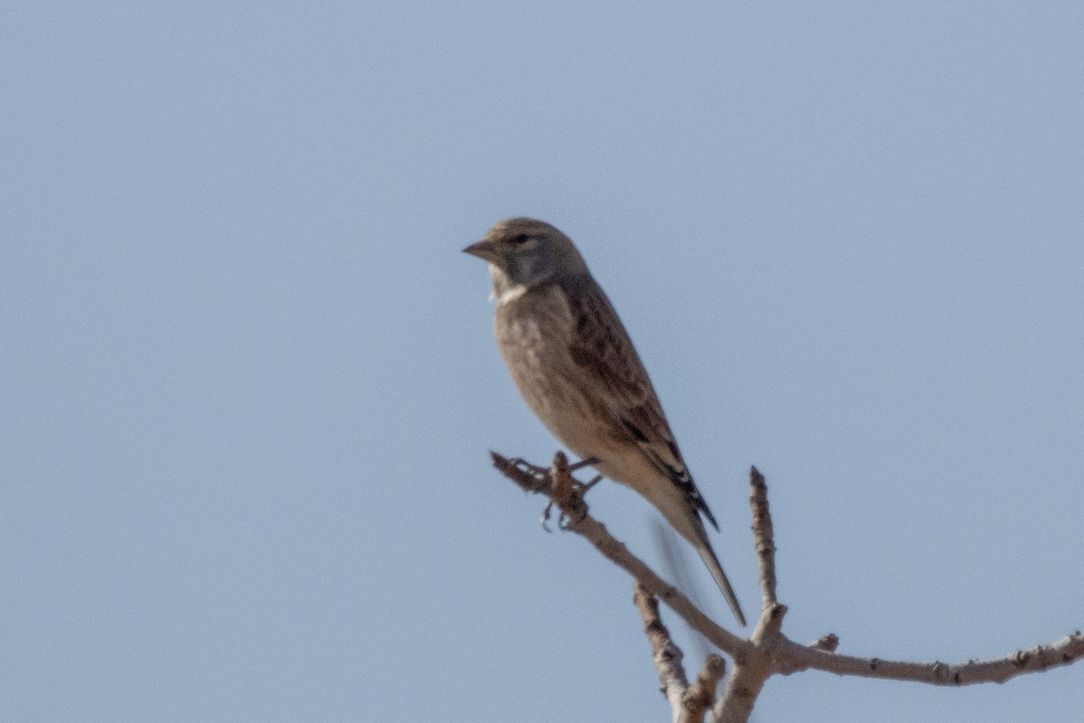 ムネアカヒワ - ML645887359