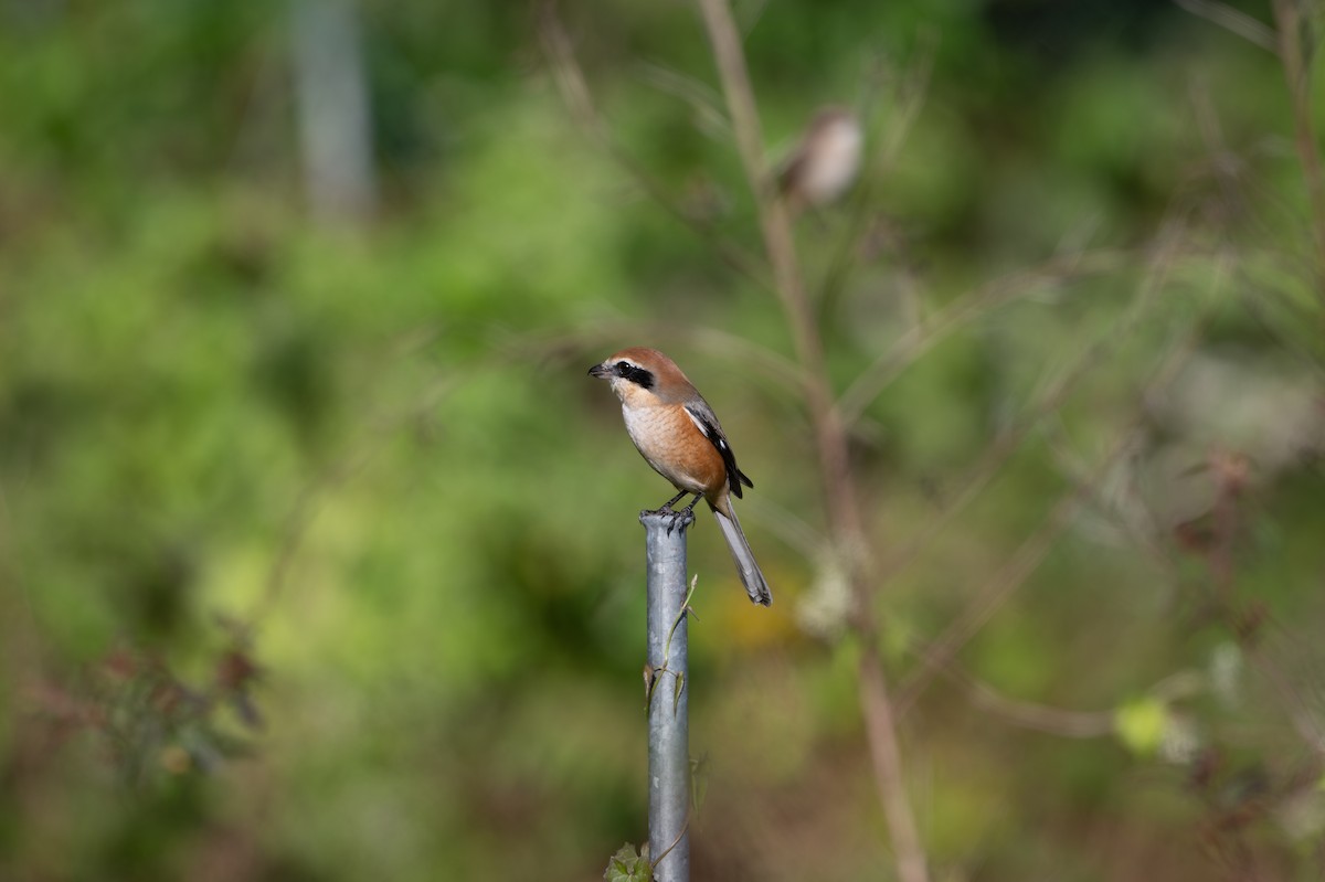 Bull-headed Shrike - ML645887368