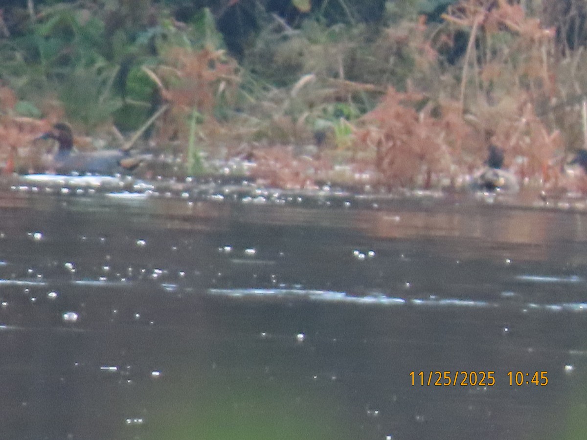 Green-winged Teal - ML645887369