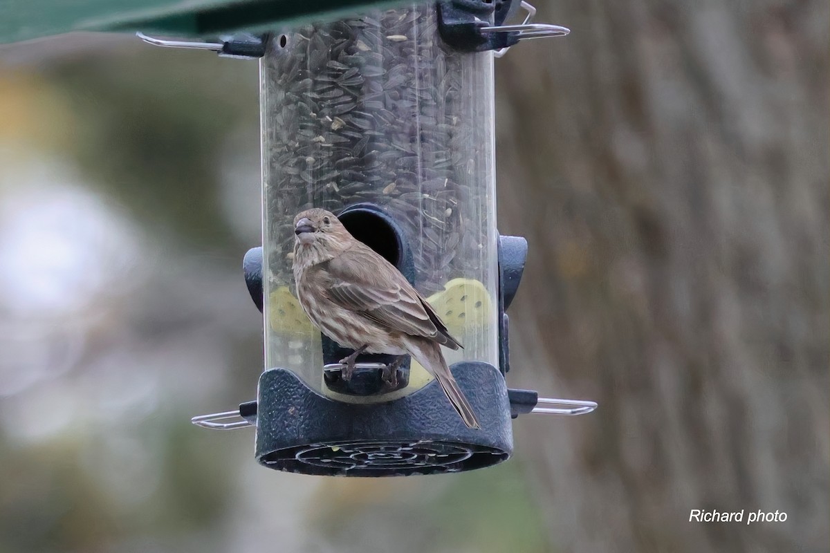 メキシコマシコ - ML645887370