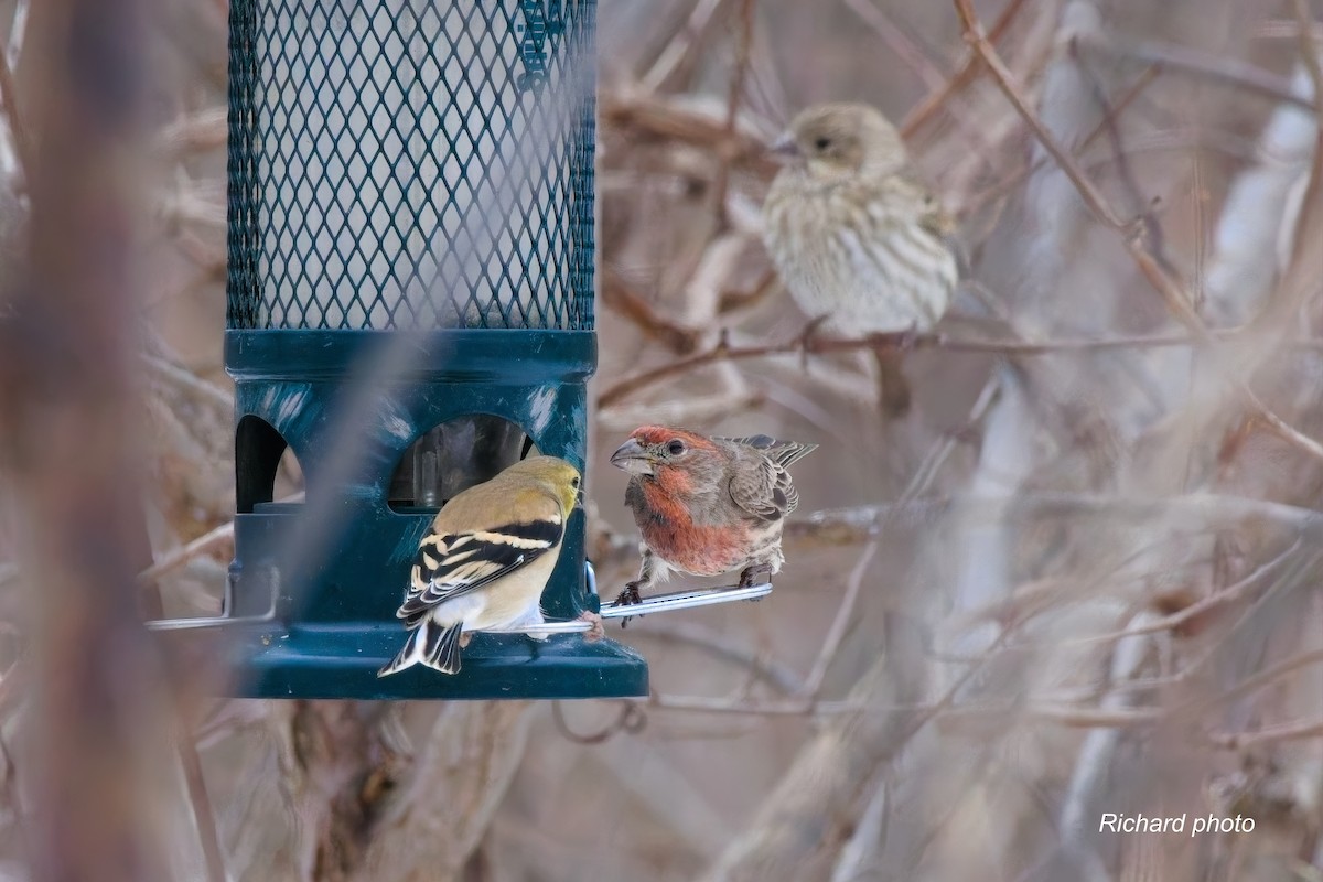 メキシコマシコ - ML645887372