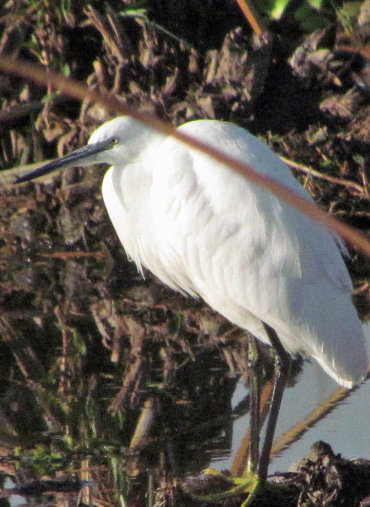 コサギ - ML645887373