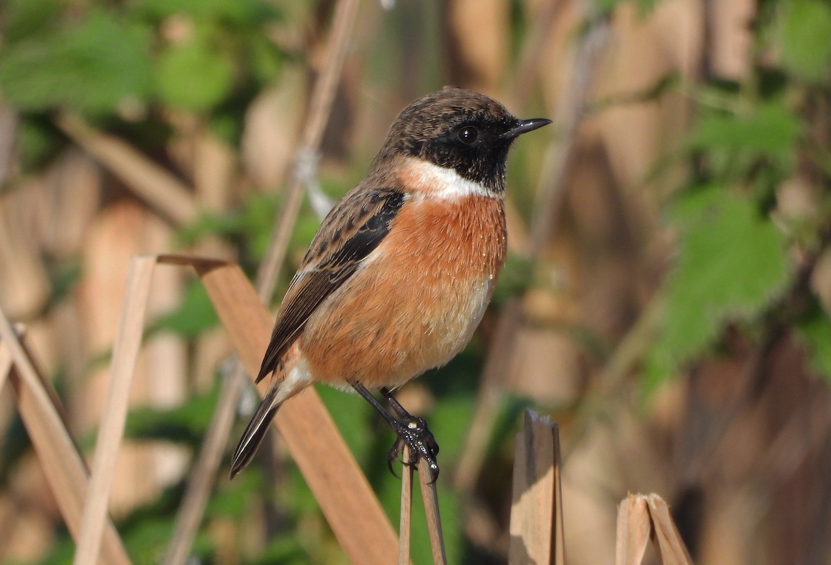 ヨーロッパノビタキ - ML645887374