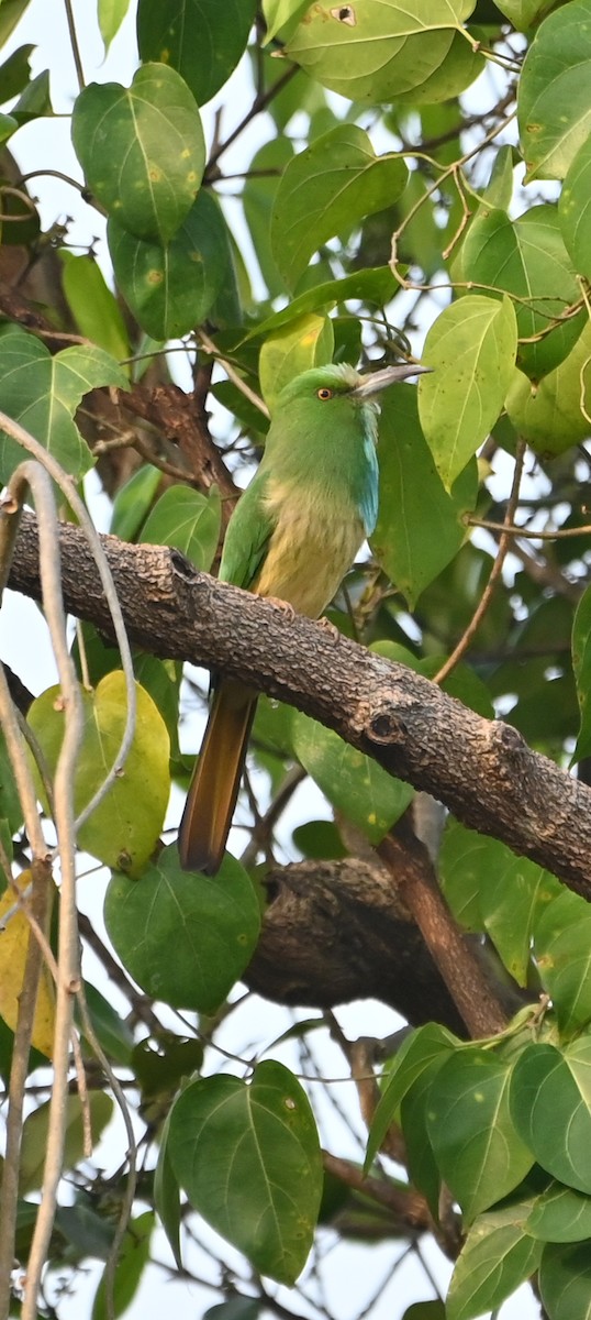 アオムネハチクイ - ML645887375