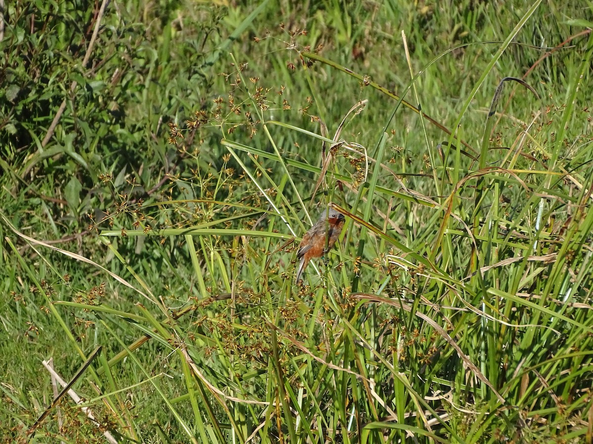 コシアカヒメウソ - ML645887376