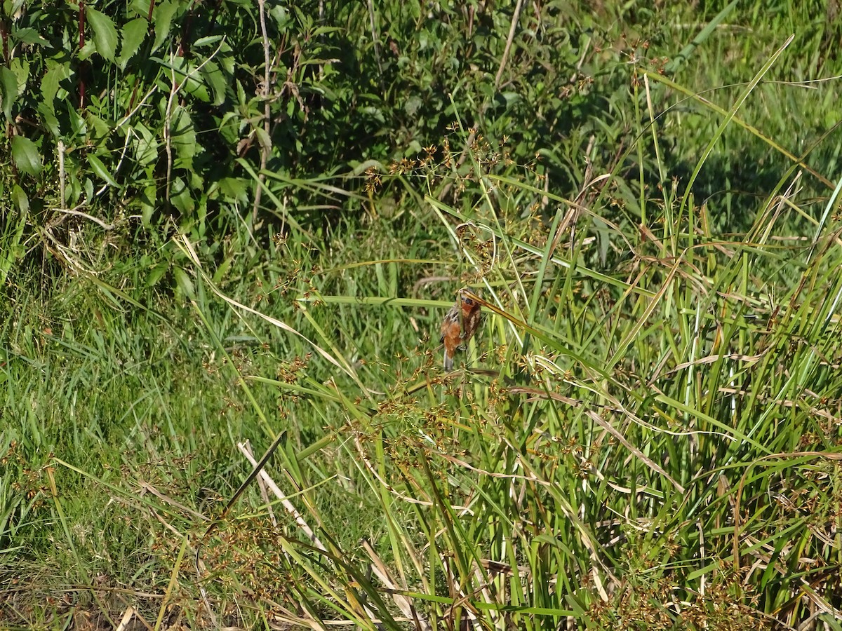 コシアカヒメウソ - ML645887377