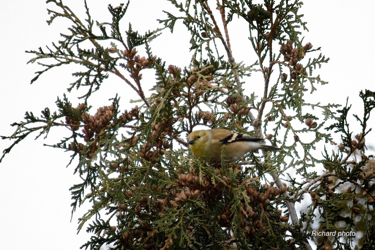 オウゴンヒワ - ML645887381