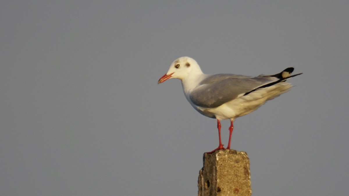 チャガシラカモメ - ML645887384