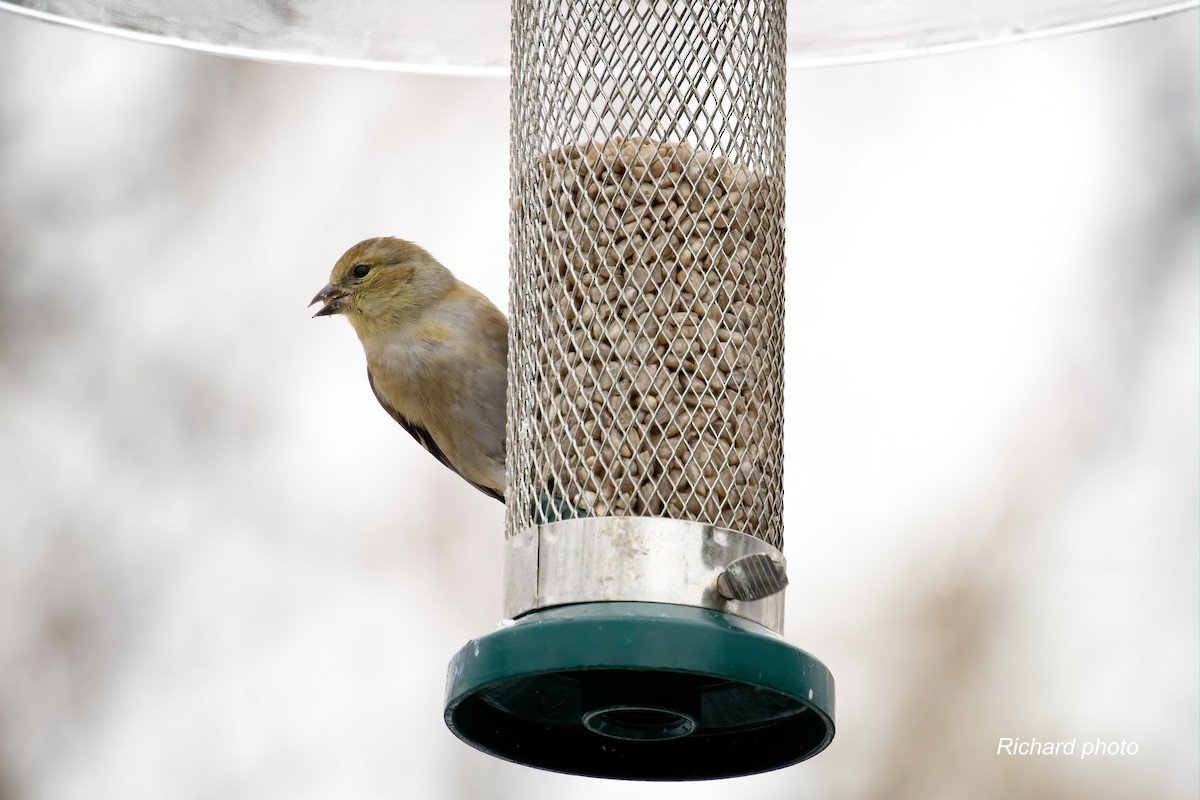 オウゴンヒワ - ML645887385