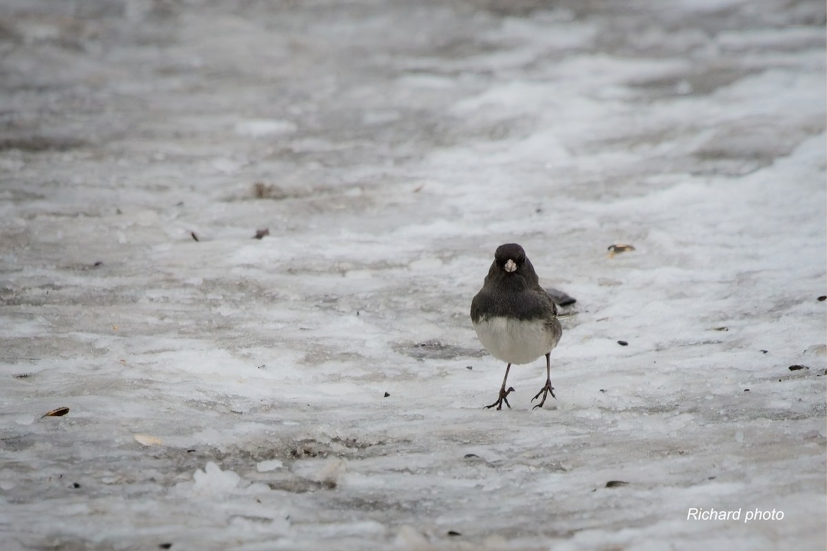 ユキヒメドリ - ML645887388