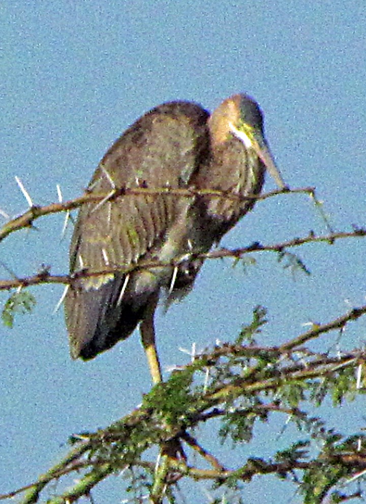 ムラサキサギ - ML645887391