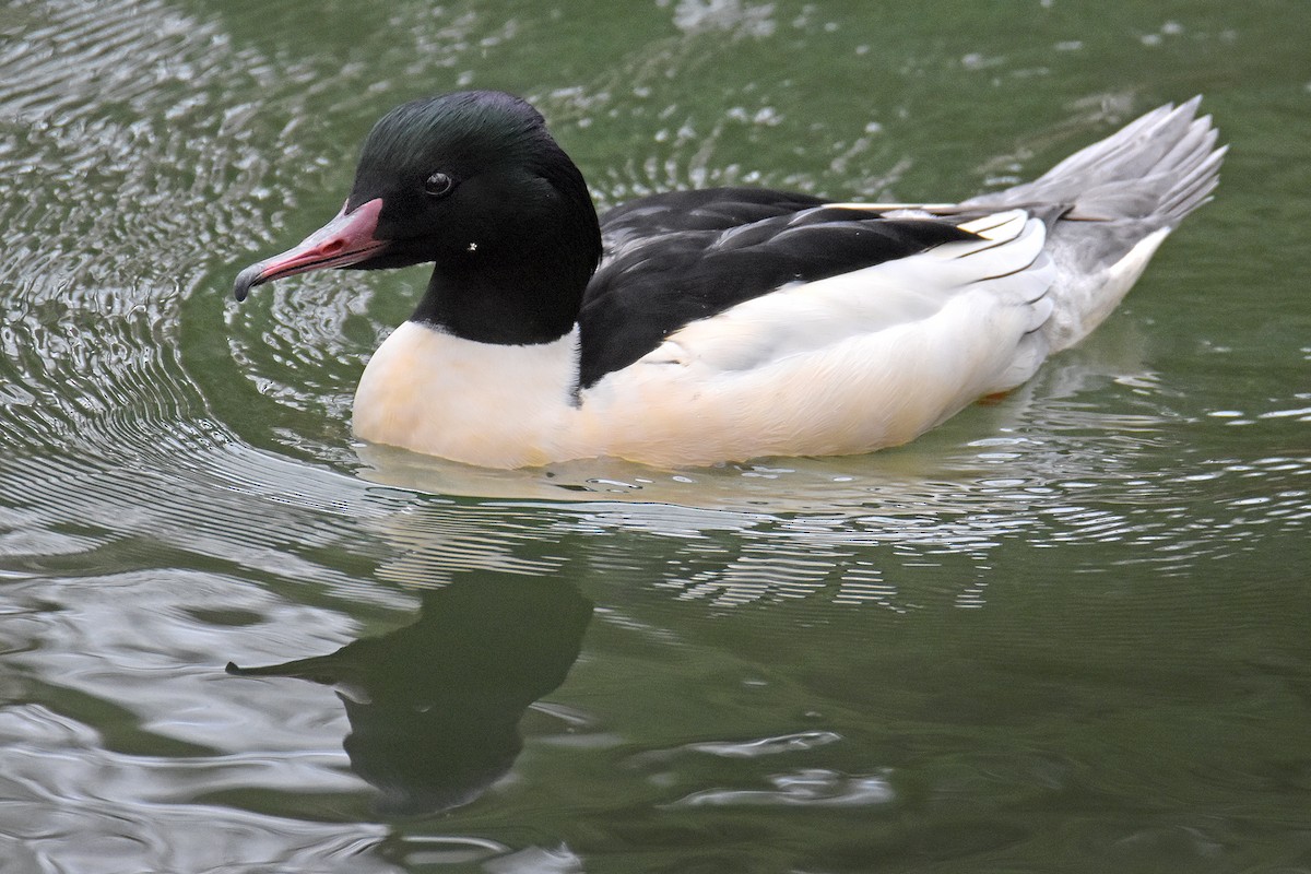 カワアイサ - ML645887392