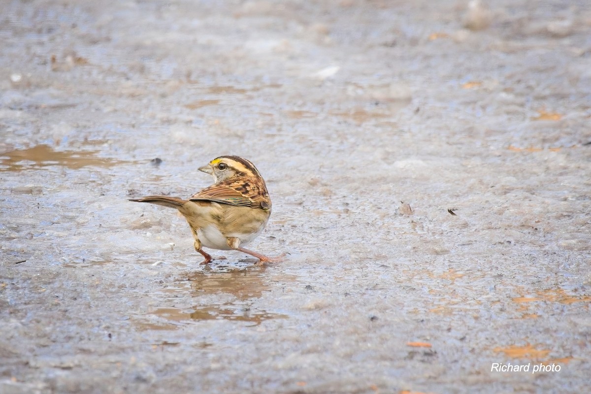 ノドジロシトド - ML645887395