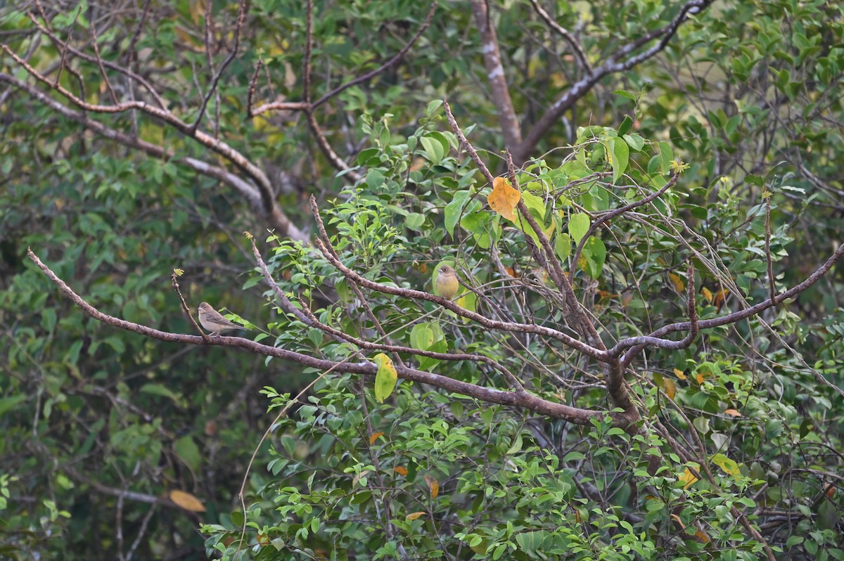 チャキンチョウ - ML645887396