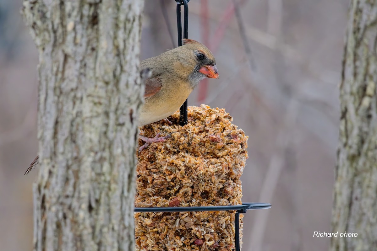 ショウジョウコウカンチョウ - ML645887397