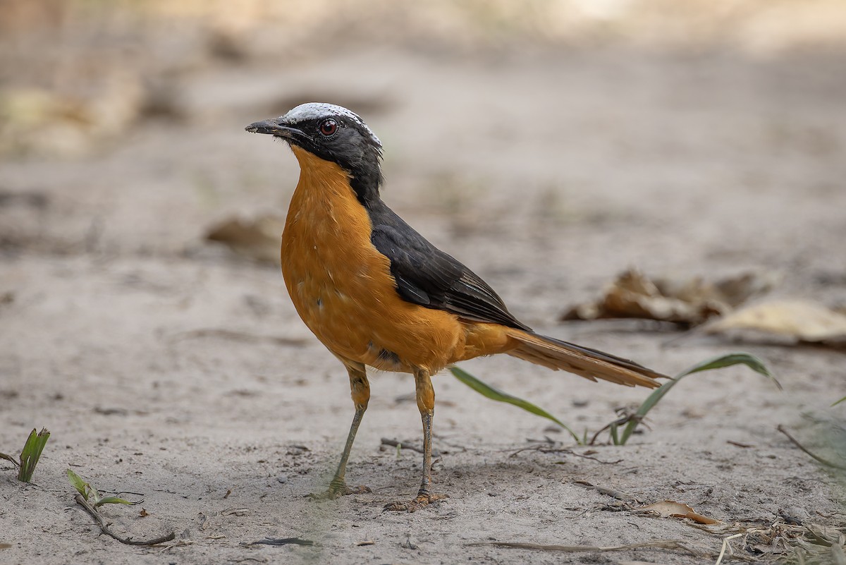 オオツグミヒタキ - ML645887398