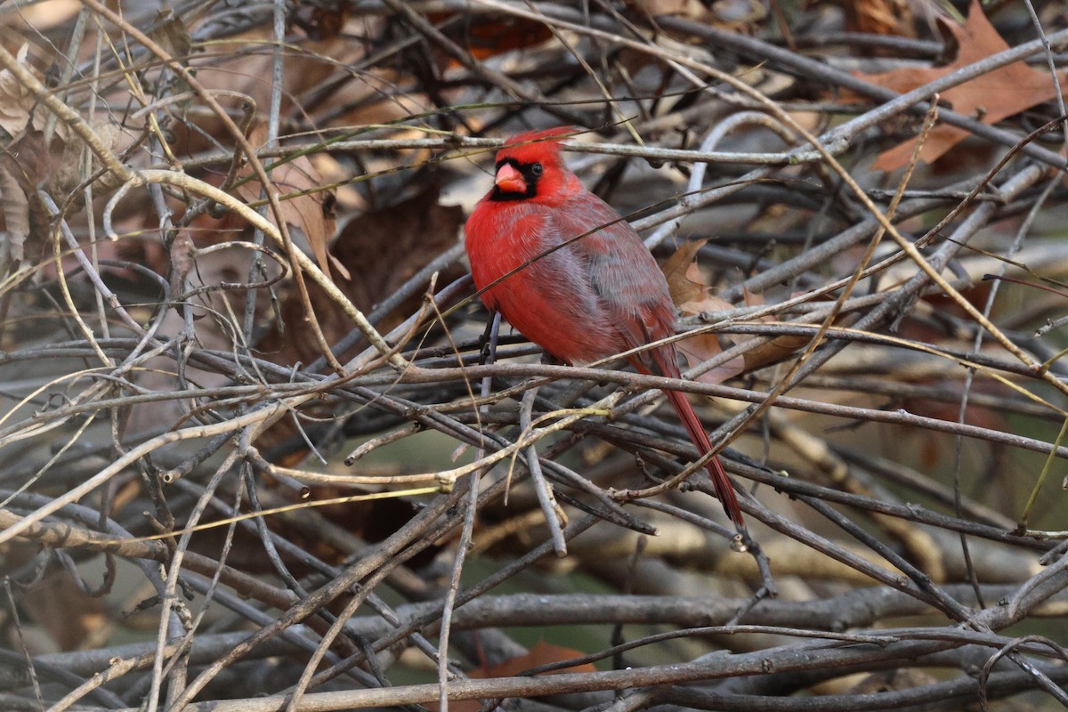 ショウジョウコウカンチョウ - ML645887400