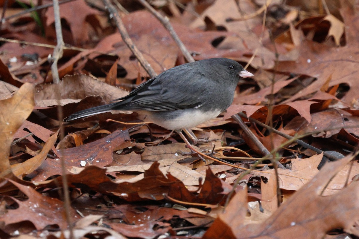 ユキヒメドリ - ML645887401